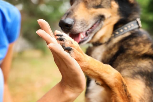 Cães Urbanos