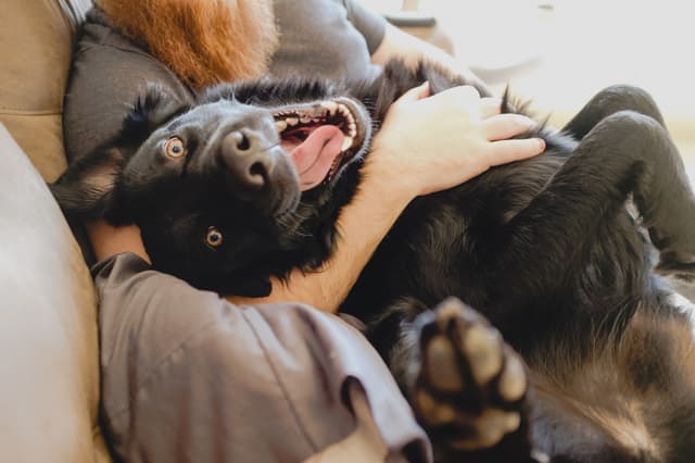 Cães Urbanos